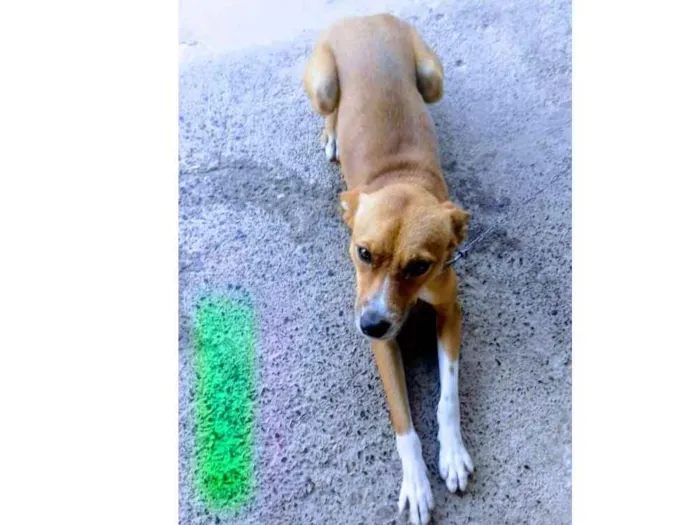 Cachorro ra a Vira-Lata idade 1 ano nome Nick