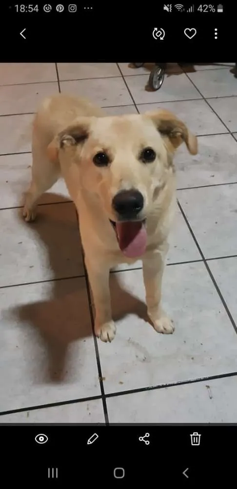 Cachorro ra a Srd idade 7 a 11 meses nome Julieta
