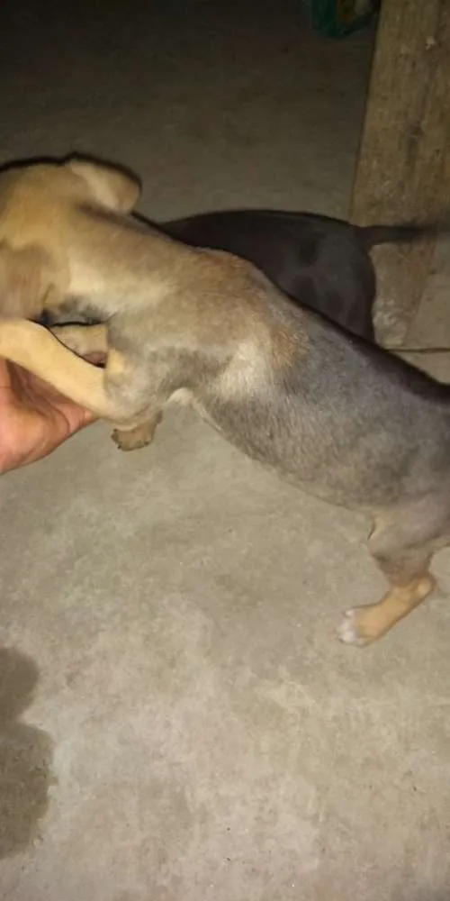 Cachorro ra a Vira lata idade 2 a 6 meses nome Filhotes