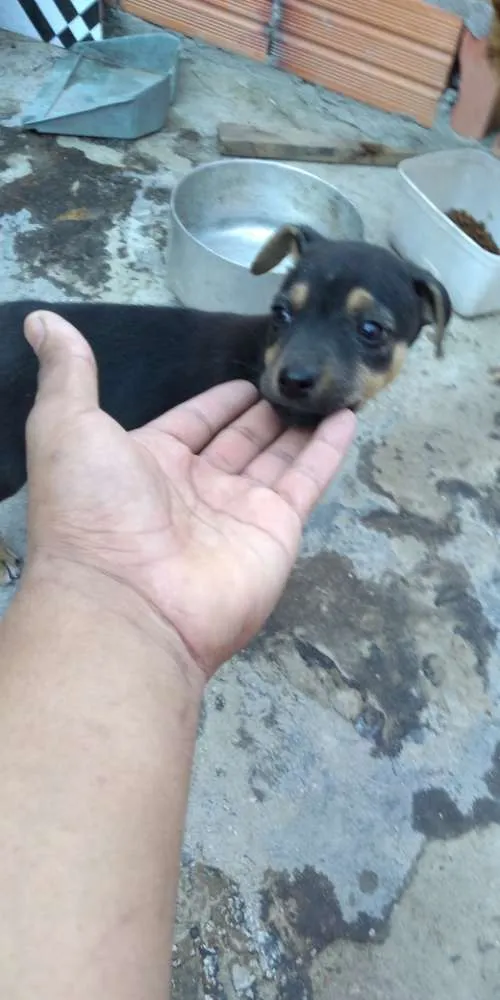 Cachorro ra a Vira lata idade 2 a 6 meses nome Filhotes