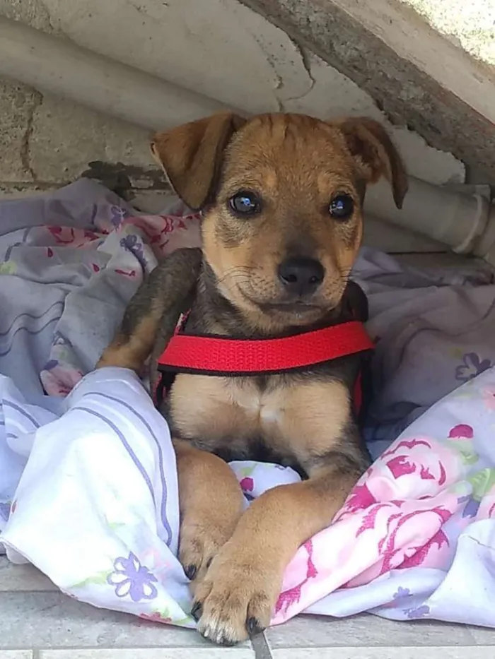Cachorro ra a Vira lata idade 2 a 6 meses nome Filhotes