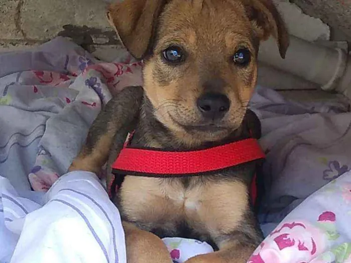 Cachorro ra a Vira lata idade 2 a 6 meses nome Filhotes