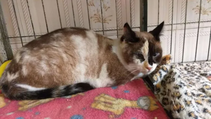 Gato ra a SRD idade 2 anos nome Lilian