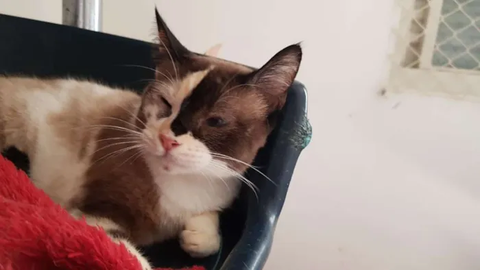 Gato ra a SRD idade 2 anos nome Lilian