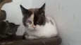 Lilian