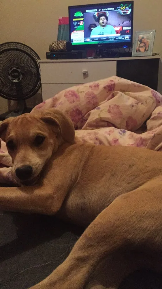 Cachorro ra a Vira lata  idade 2 a 6 meses nome Theo