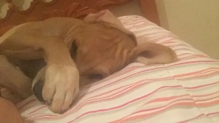 Cachorro ra a Vira lata  idade 2 a 6 meses nome Theo