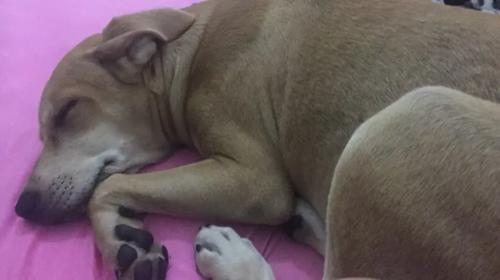 Cachorro ra a Vira lata  idade 2 a 6 meses nome Theo