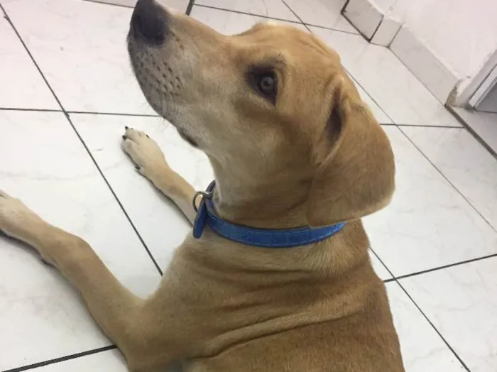 Cachorro ra a Vira lata  idade 2 a 6 meses nome Theo