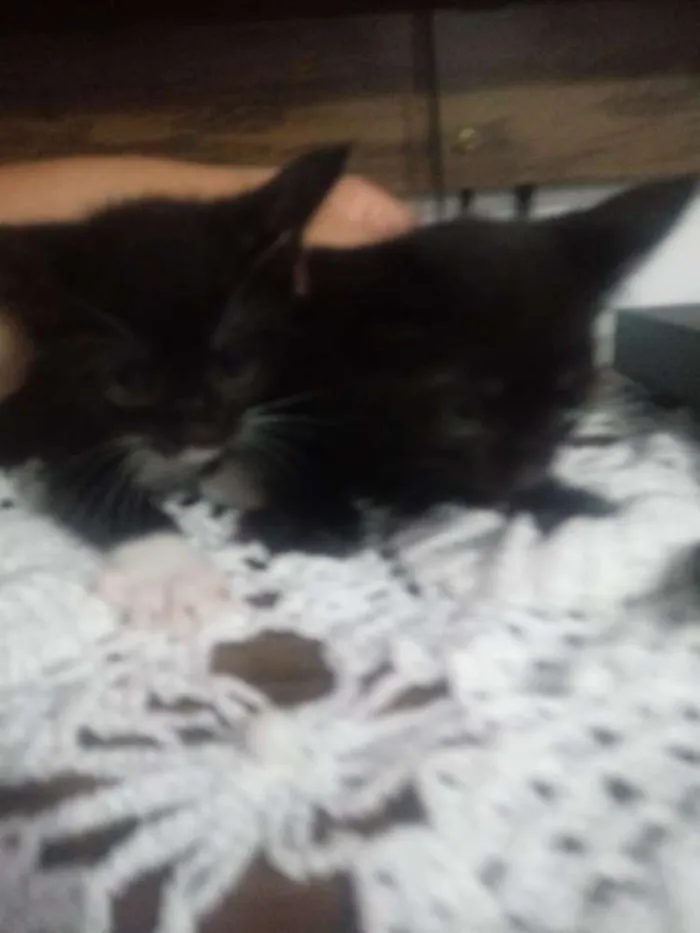 Gato ra a Srd idade 2 a 6 meses nome Sem nome