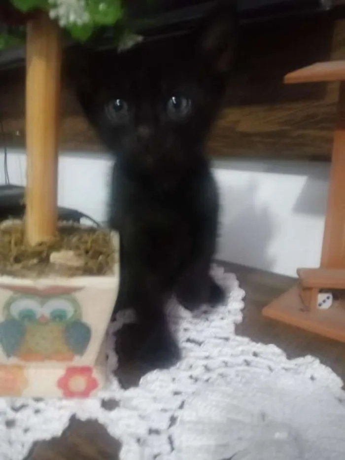 Gato ra a Srd idade 2 a 6 meses nome Sem nome