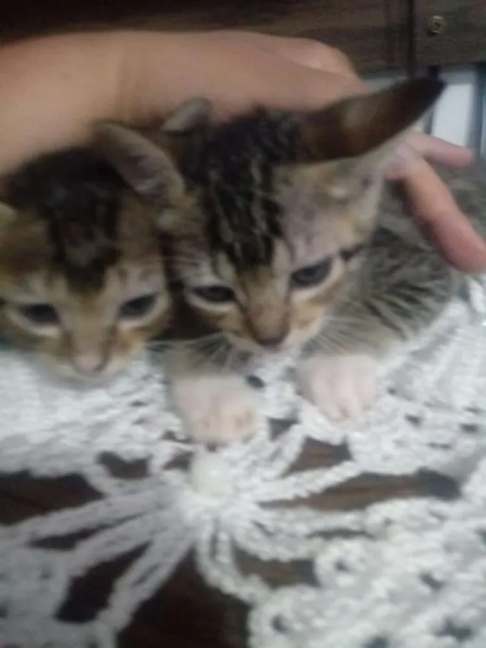 Gato ra a Srd idade 2 a 6 meses nome Sem nome