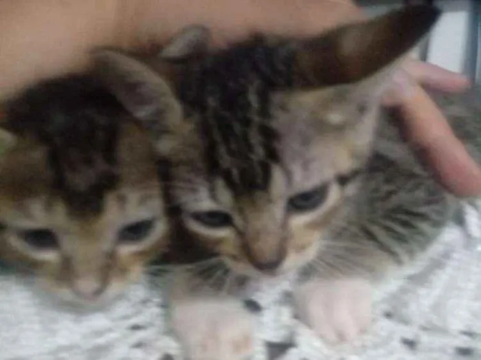 Gato ra a Srd idade 2 a 6 meses nome Sem nome