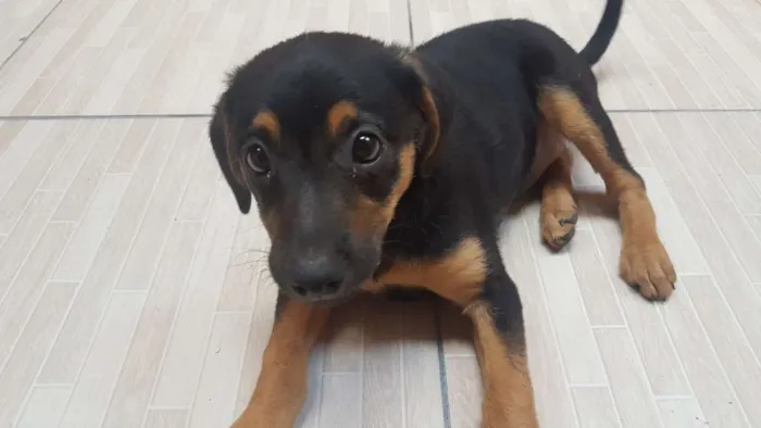 Cachorro ra a Sem raça idade 2 a 6 meses nome Cristal