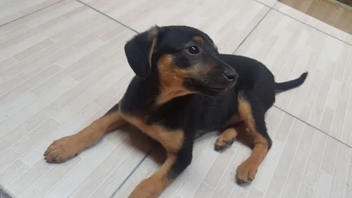 Cachorro ra a Sem raça idade 2 a 6 meses nome Cristal