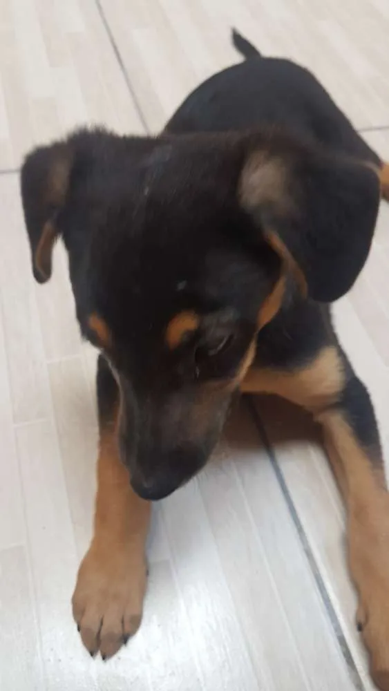Cachorro ra a Sem raça idade 2 a 6 meses nome Cristal