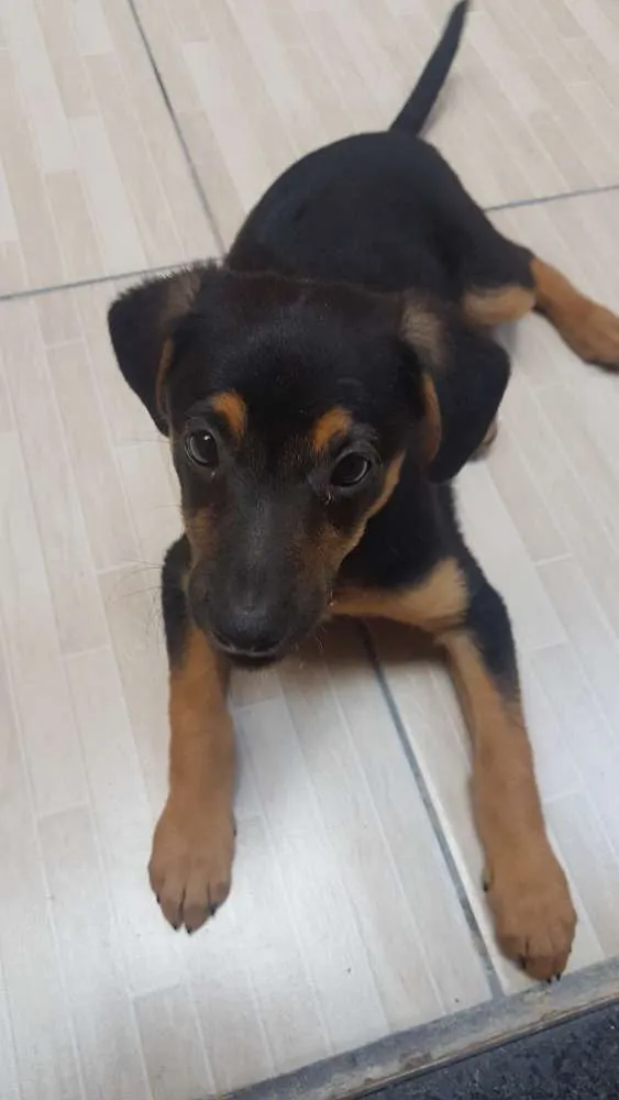 Cachorro ra a Sem raça idade 2 a 6 meses nome Cristal