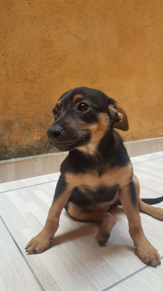 Cachorro ra a Sem raça idade 2 a 6 meses nome Cristal