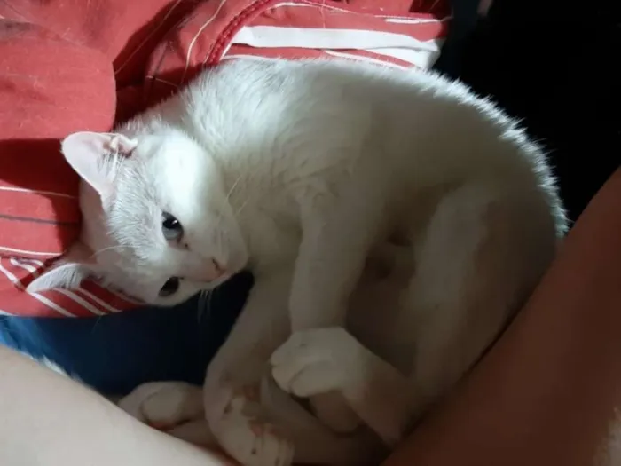 Gato ra a SRD idade 4 anos nome Branquela