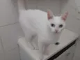 Branquela