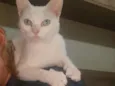 Branquela
