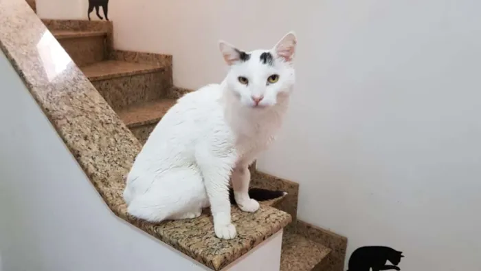 Gato ra a SRD idade 2 anos nome Haia