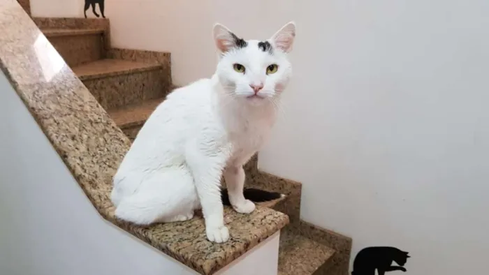 Gato ra a SRD idade 2 anos nome Haia