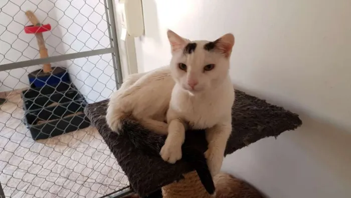 Gato ra a SRD idade 2 anos nome Haia
