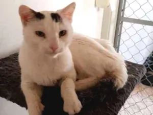 Gato raça SRD idade 2 anos nome Haia