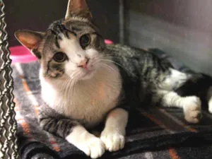 Gato raça SRD idade 1 ano nome Henrique
