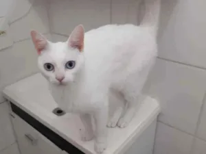 Gato raça SRD idade 4 anos nome Branquela