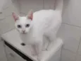 Branquela