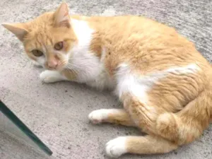 Gato raça SRD idade 1 ano nome Thea