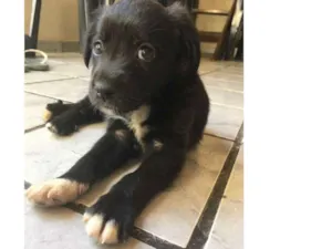 Cachorro raça Raça não identificada idade Abaixo de 2 meses nome Não possui nome