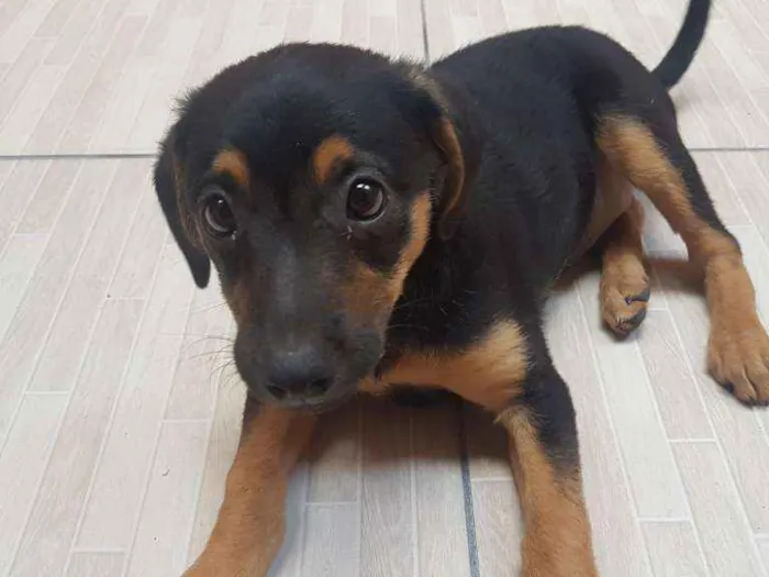Cachorro ra a Sem raça idade 2 a 6 meses nome Cristal