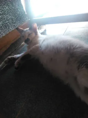 Gato raça  idade 2 anos nome Ninha