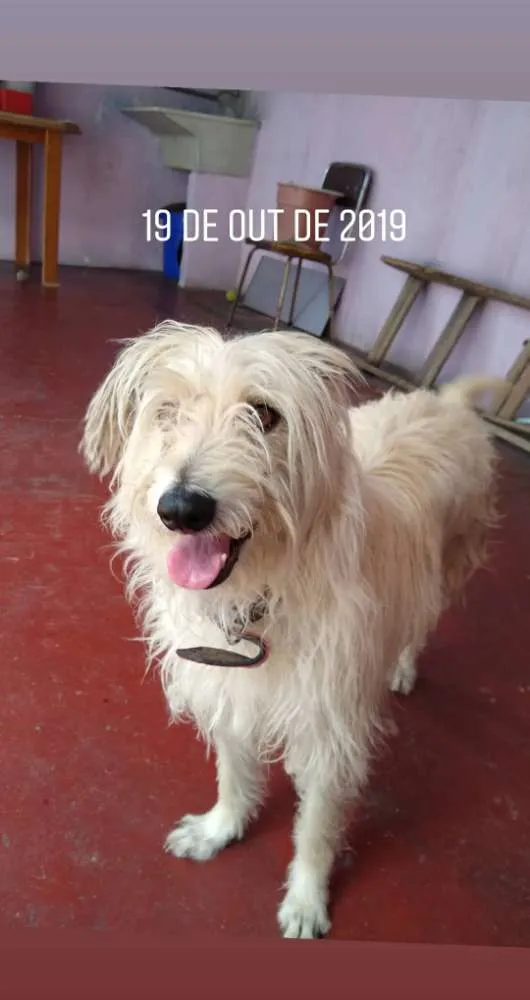 Cachorro ra a Vira lata  idade 6 ou mais anos nome Lara 