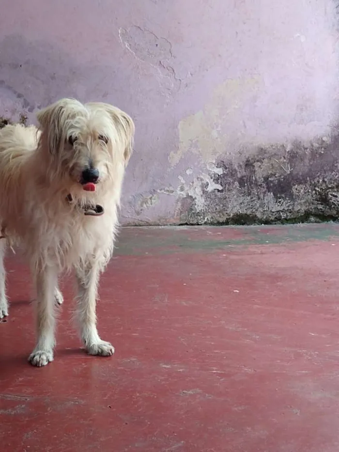 Cachorro ra a Vira lata  idade 6 ou mais anos nome Lara 
