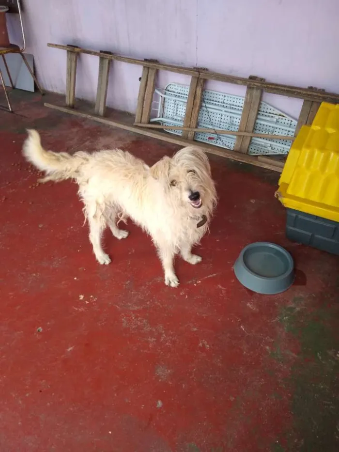 Cachorro ra a Vira lata  idade 6 ou mais anos nome Lara 