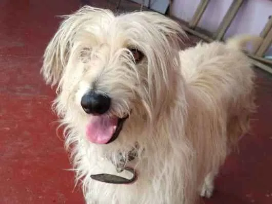Cachorro ra a Vira lata  idade 6 ou mais anos nome Lara 