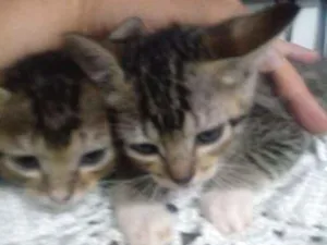 Gato raça Srd idade 2 a 6 meses nome Sem nome