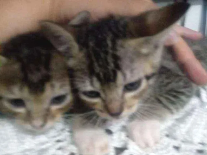 Gato ra a Srd idade 2 a 6 meses nome Sem nome