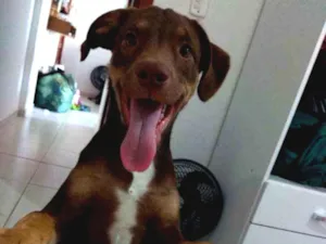 Cachorro raça SRD idade 2 a 6 meses nome Khal