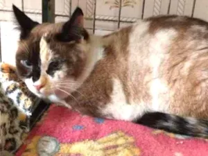 Gato raça SRD idade 2 anos nome Lilian