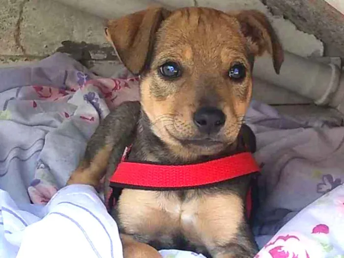 Cachorro ra a Vira lata idade 2 a 6 meses nome Filhotes