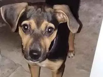 Cachorro ra a Pastor Alemão idade 2 a 6 meses nome Rachel