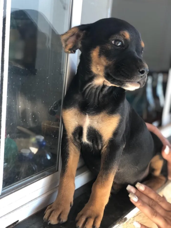 Cachorro ra a  idade Abaixo de 2 meses nome Sem nome