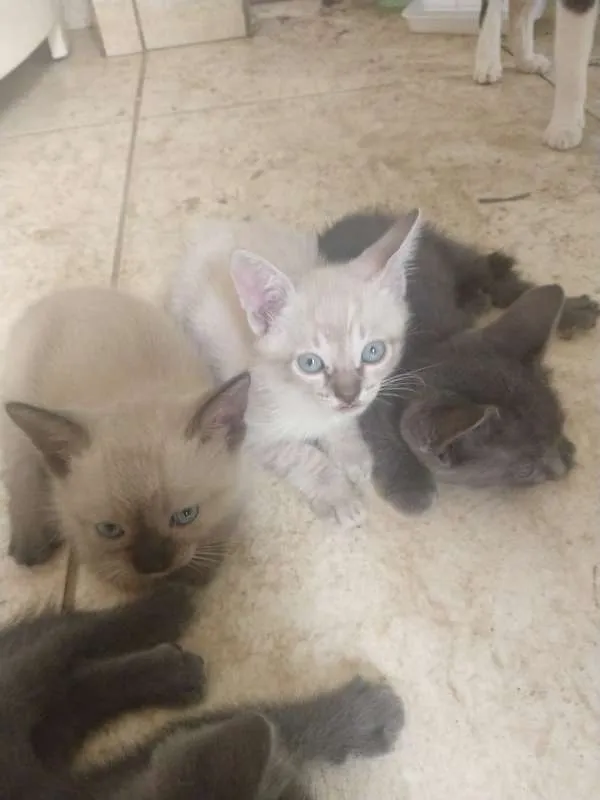 Gato ra a Siamês idade Abaixo de 2 meses nome Bebezinhos