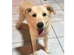 Cachorro raça Srd idade 7 a 11 meses nome Julieta