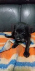 Bisnaguinha